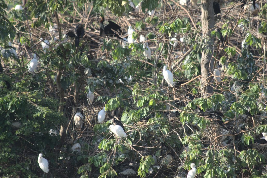 Birds Ujagali Falls