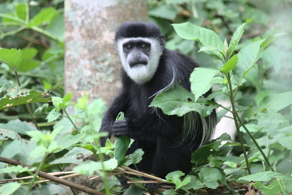 Uganda Safari Colobus Monkey