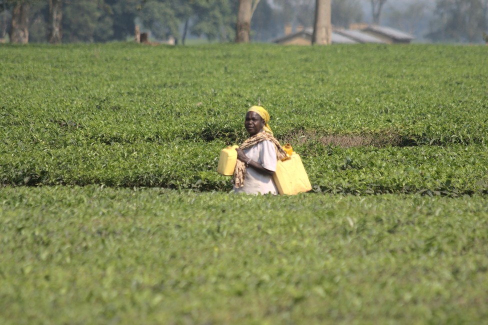 Tea growing in Uganda