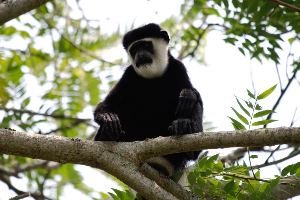 Colobus Monkeys in Uganda
